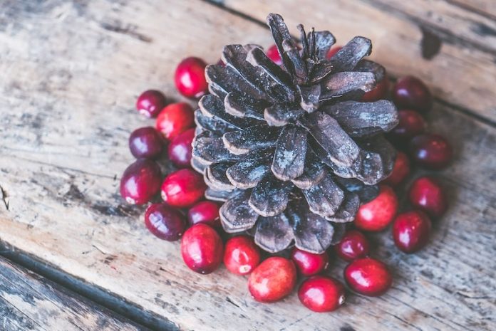 Cranberries could help boost memory, study finds